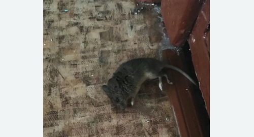 Дезинфекция от мышей в Северном Орехово-Борисово города Москвы